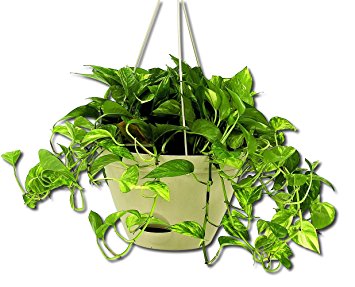 Misco HP254-072 Flare Hanging Planter, 12-Inch, Latte