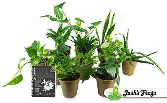 Clean Air Houseplant Multipack Gift Collection (3 Plants)