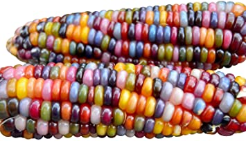 HARLEY SEEDS 100  Glass Gem Corn Seeds Non-GMO Popcorn Delicious Jewel-Toned, Glass-Like Kernels, Grown in USA. Rare! Ornamental and Edible!