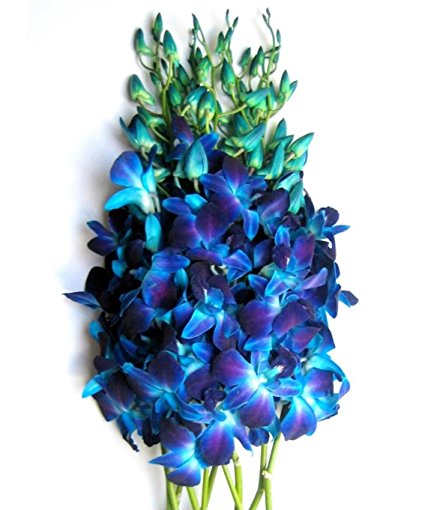 Just Orchids - Fresh Blue Dendrobium Orchids