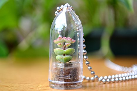 Baby's Necklace Live Succulent Plant Necklace. Succulent Terrarium Gift.
