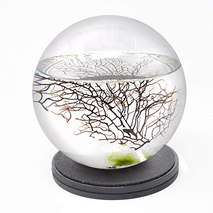 EcoSphere Closed Aquatic Ecosystem, Sphere, with Revolving Base