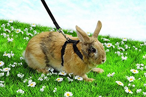 Niteangel Adjustable Harness with Lead, Suitable for Most Rabbits