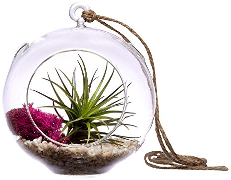 Hinterland Trading Pink Beach Terrarium, 6 Inch