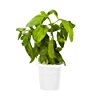 Click & Grow Basil Refill 3-Pack for Smart Herb Garden