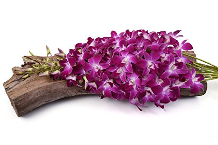 Just Orchids - Premium Long Stem Purple Dendrobium