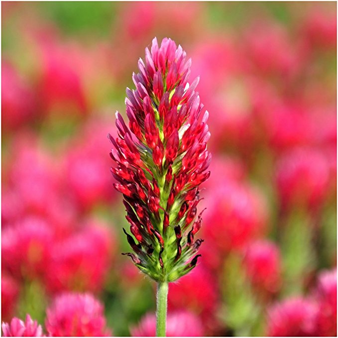 Package of 4,000 Seeds, Crimson Clover (Trifolium incarnatum) Open Pollinated Seeds by Seed Needs