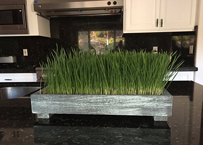 Complete Organic Wheatgrass kit with Gorgeous Multi Use Cedar Planter, Organic Soil, Seeds and Instructions (Coastal Turquoise)