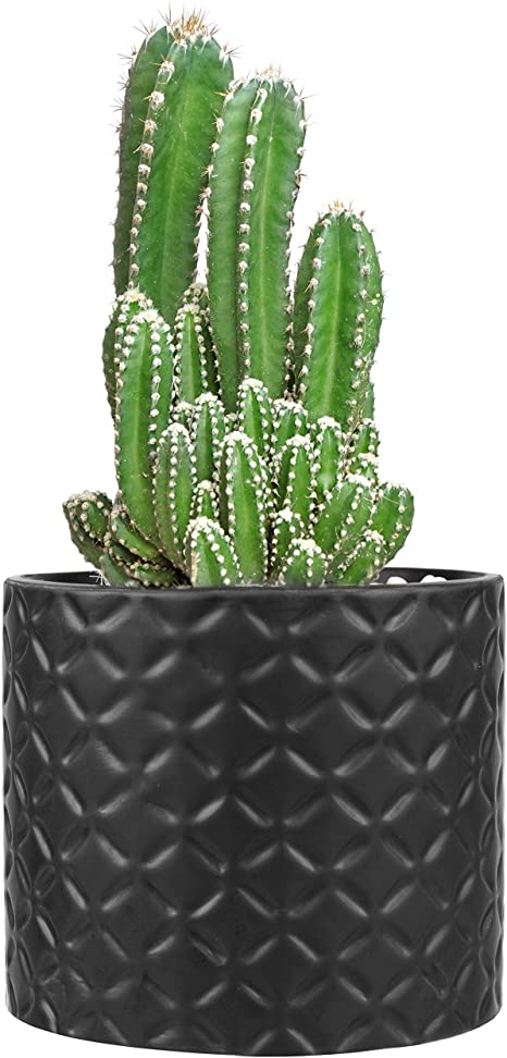 5-Inch Black Ceramic Round Succulent Plant Pot, Small Flower Planter with Diamond Texture
