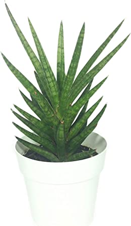 50 Plant Pots - 3 Inch Diameter - Perfect for Succulents - 100% Recycled Plastic - Made in USA - Strong, Reusable