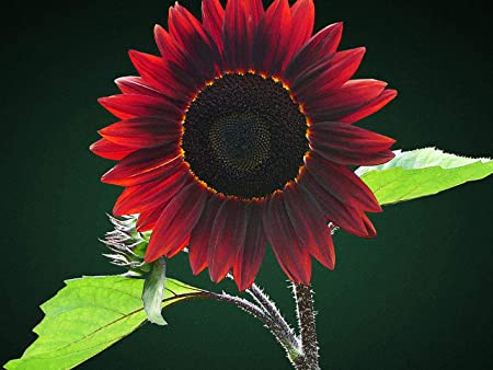 Chocolate Sunflower Seeds for Planting | 50 Pack of Seeds | Grow Exotic Chocolate Cherry Sunflowers | Rare Garden Seeds for Planting
