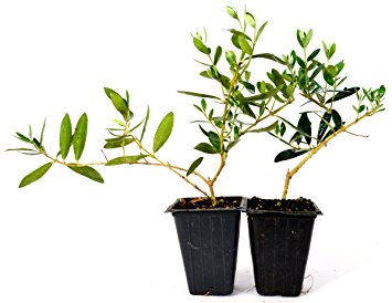 9GreenBox - Olive Tree - Tree of Peace - Olea europaea - 2 Pack