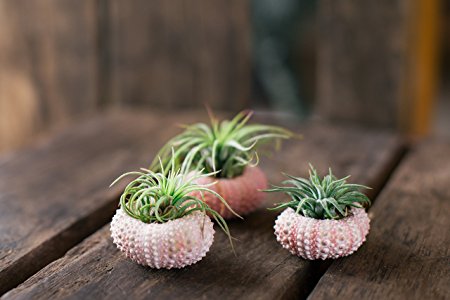 Air Plant Triplets! Three Pink Sea Urchin with Air Plants on Board. GIFT BOXED! Great Gift Neat Houseplants By Hinterland Trading