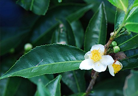 15 seeds Camellia sinensis, 2015 harvest, real tea-tree, tea-plant, green- / black tea @ Asklepios-seeds