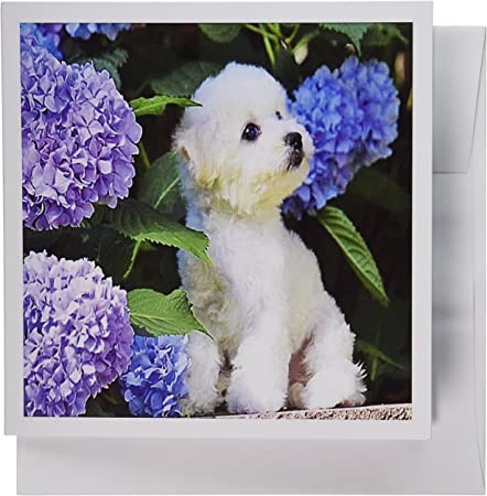 3dRose Adorable Bichon Frise Puppy Among Hydrangeas - Greeting Cards, 6 x 6 inches, set of 6 (gc_80886_1)