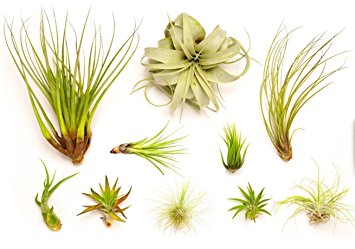 Hinterland Trading Air Plant Collector's Edition (Without Fertilizer)