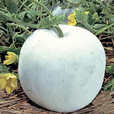 HipGirl Asian Wax Gourd Seeds for Planting Vegetables and Fruits (冬瓜).Vegetable Seeds at Home Vegetable Garden and Hydroponics Seed Pods(Winter Melon Seeds, Round, 20ct )