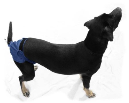 EZwhelp Washable Dog Diapers (2-Pack VALUE), Waist Size: 7"-11"