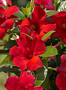 Sandys Nursery Online Mandevilla Tropical Plant, Giant Crimson Red Flower, Lot of 2 Starter Plants