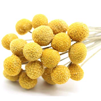 2018 Summer New Arrival Tyoungg Dried Craspedia Yellow Billy Balls Dried Flowers For Wedding Bouquet Decor Christmas Wreath DIY 20 Stems