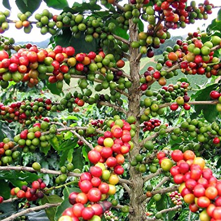 Hirt's Arabica Coffee Bean Plant - 3.5" pot - Grow & Brew Your Own Coffee Beans