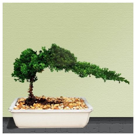 9GreenBox - Bonsai Juniper Tree