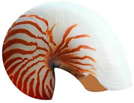 SODIAL 14-16Cm 5.5-6.3Inch Natural Nautilus Seashell Tiger Chambered Nautilus Home Decoration