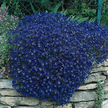 Rock Cress Cascading Blue 35 Seeds Perennial. Groundcover. Great for Stone Walls!.Aubrieta Hybrida Superbissima