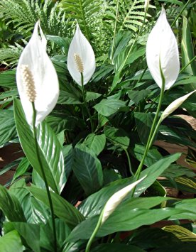 Hirt's Peace Lily Plant - Spathyphyllium - Great House Plant - 4" Pot