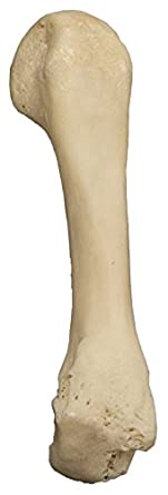 Real Human Finger Bones -Metacarpal (Natural Bone)