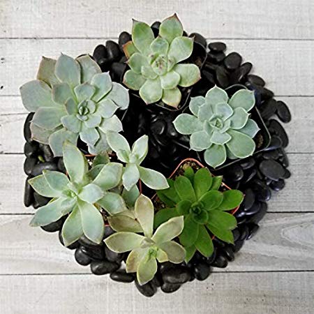 SucCuteLents 5 Pack - Real Live Unique Succulent Plants Fully Rooted in Soil with Planter Pots - Premium Potted House Plant Succulents Cactus Decor (Assorted)