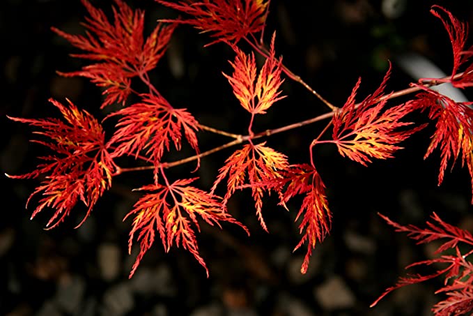 Emerald Lace Weeping Japanese Maple 2 - Year Live Tree
