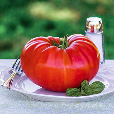 Earth Seeds Co 10 Pcs Beefsteak Tomato Seeds Organic Unique Vegetable Seeds Summer for Garden