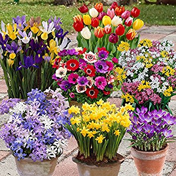 300 Spring Flowering Bulbs - 7 Colourful Varieties to Bring Your Garden To Life