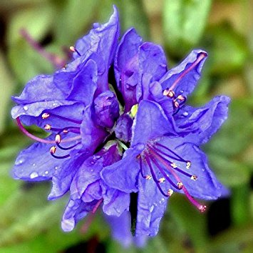 Blue Baron Rhododendron - Very Hardy - Spectacular - 2.5" Pot