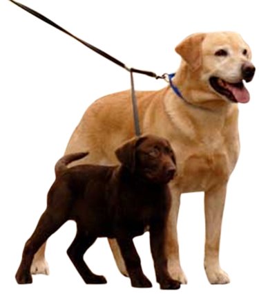 YUP Double Dog Leash - Two Dog Leash Med-Large black
