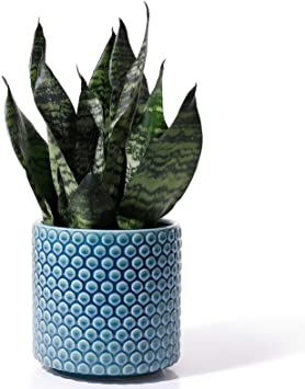 Planters Pots for Plants Indoor - POTEY 054304 6 Inch Ceramic Vintage Style Polka Dot Patterned Planters Bonsai Container with Drainage Hole for Plants Succulent Cactus(Plants NOT Included)