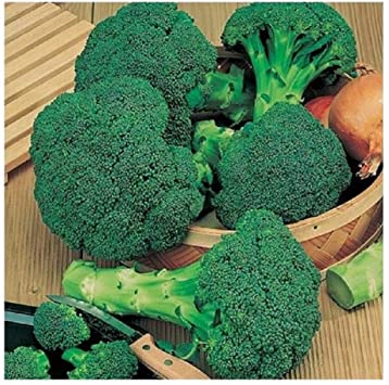 PREMIER SEEDS DIRECT - Broccoli - Calabrese - Green Sprouting - 1600 Seeds