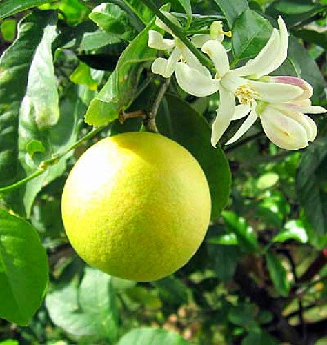 Meyer Lemon Tree - Fruiting Size - 10" Pot - No Shipping TX, FL, AZ, CA, LA, HI
