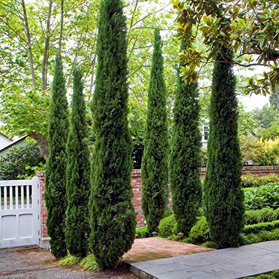 Pair of Italian Cypress Trees 1.2-1.4m Tall Ornamental Evergreen Shrubs