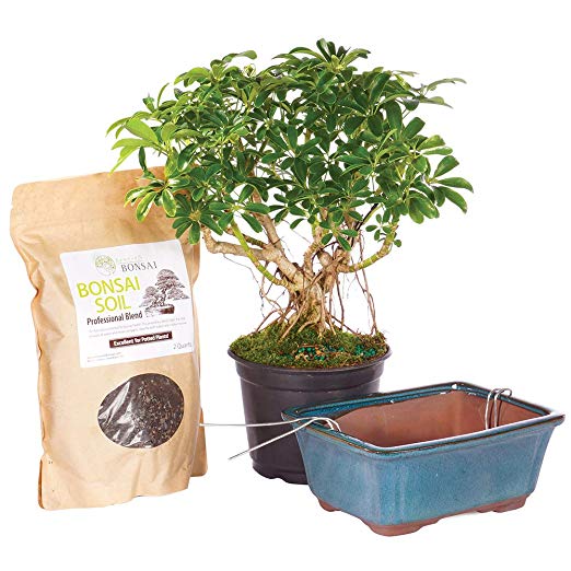 Brussel's Bonsai Live Hawaiian Umbrella Indoor Bonsai Tree PIY Bundle - 5 Years Old 8" to 12" Tall with Soil & Decorative Container, Medium