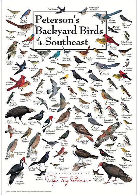 Earth Sky   Water Poster - Peterson's Backyard Birds of The Southeast