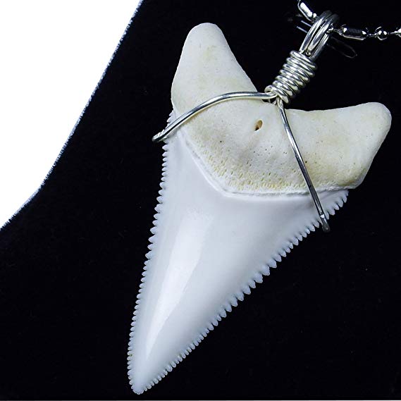 GemShark Real Shark Tooth Necklace Lower Great White Huge Megalodon, Sterling Silver Winding Pendant (2.2 inch - Lower)