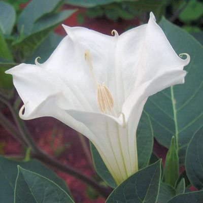 DATURA INOXIA white devil's trumpet BULK 500 seeds