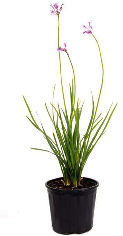 AMERICAN PLANT EXCHANGE Society Garlic Live Plant, 6" Pot, Indoor/Outdoor Air Purifier