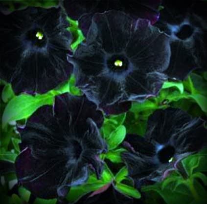 Black Velvet Petunia Flower Seed Pack 100 Stratisfied Seeds