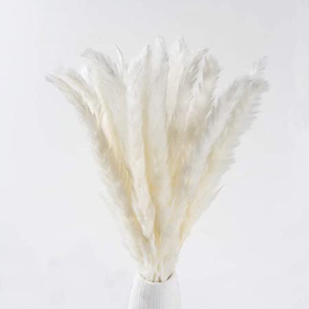 XYXCMOR Dried Pampas Grass Plumes 25pcs 17 Inch Tall Natural Dried Flowers Arrangements for Wedding Vase Door Wreath Decor Artificial Faux Reed Flower Stems Bunch White