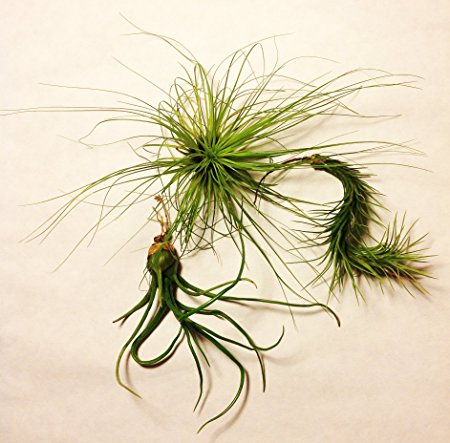 Glass Home Gardens - Funcky Trio - Tillandsia Variety 3-pack - 3 Air Plants At a Great Price!