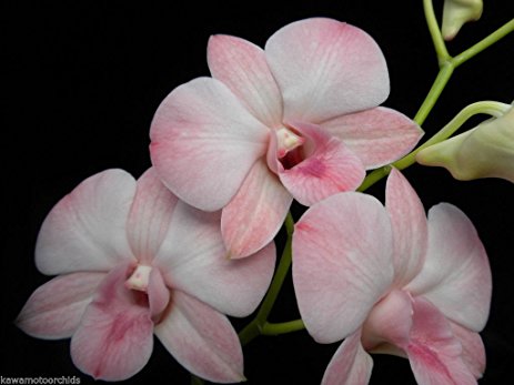 Dendrobium Haleahi Blush 'Lake View' NEW Blush Color! Very Nice! Easy to grow! Orchid Plant