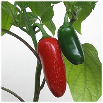 75  Jalapeno Pepper Seeds- Heirloom Variety